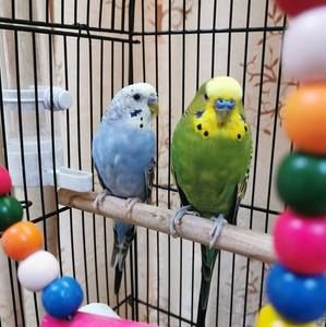 Meet your Posher, Lin